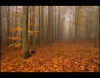 7350-Podzim-v-lese.jpg